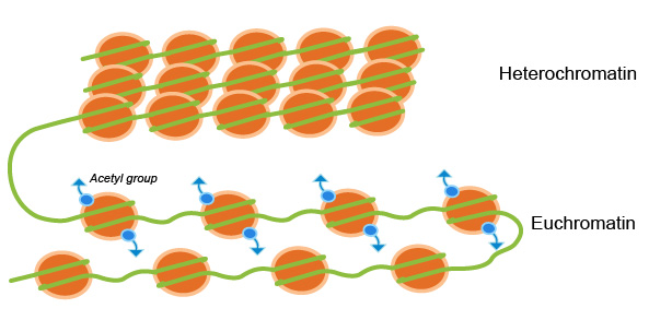 Hetrochromatin and Euchromatin Structure Differences and Chromatin Remodeling, Histone Acetylation