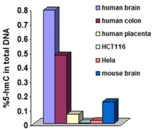 Percentage of 5-hydroxymethylcytosine in different tissues, measured with a MethylFlash Hydroxymethylated DNA Quantification Kit.