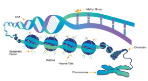 DNA, Chromatin, and Histone Structure