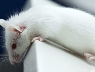 dna methylation microRNAs epigenetic inheritance transgenerational