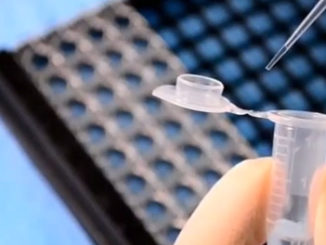 MethylFlash Methylated DNA Quantification Kit (Colorimetric)