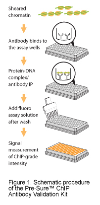 Schematic procedure of the Pre-Sure™ ChIP Antibody Validation Kit