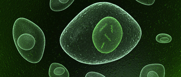 jumping-enzyme-nucleus-epig histone modification jumping enzymes epigenetic histones
