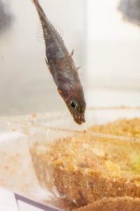 The paternal care of the stickleback father could epigenetically influence his offspring. | Photo by L. Brian Stauffer