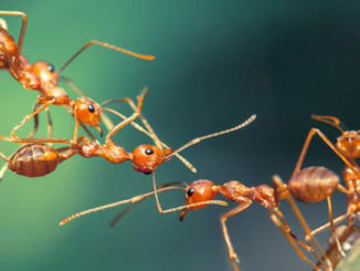 Epigenetics, DNA Methylation Influences Continuous Variation in Ant Worker Size