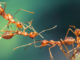Epigenetics, DNA Methylation Influences Continuous Variation in Ant Worker Size