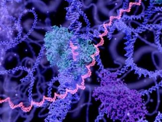 Chromatin immunoprecipitation hints that HDACi drug could slow cancer growth