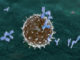 New Research Sheds Light on the Epigenetics of Common Variable Immunodeficiency
