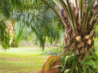 DNA methylation and bisulfite conversion affect oil palm fruit production