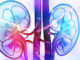 HDAC inhibitors reduces kidney damage from cancer chemotherapy drug