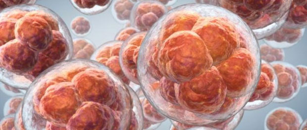 embryo-epigenetic-reprogram-histone-demethylate Histone demethylase reduction could impact embryo development