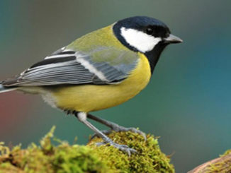 Bisulfite Sequencing used to sequence great tit's methylome in epigenetic study