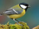 Bisulfite Sequencing used to sequence great tit's methylome in epigenetic study