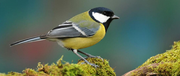 great-tit-bisulfite-sequenc Bisulfite Sequencing used to sequence great tit's methylome in epigenetic study