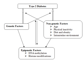 Type 2 Diabetes Mellitus and Epigenetics | What is Epigenetics?
