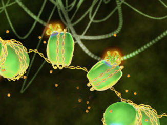 Histone variant gene expression and learned behavior