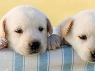 Dogs Exposed to BPA Give Us Epigenetic Clues About Our Own Wellbeing