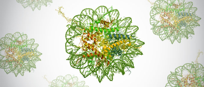 weram Eukaryotic Writers, Erasers and Readers protein of Histone Acetylation and Methylation system Database