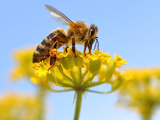 Epigenetics honeybee memory