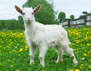 Chinese CRISPR-Cas9 gene edited goats