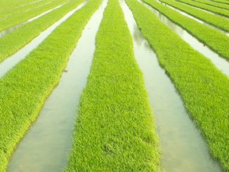 Histone H2A.Z Epigenetics and Rice Seedlings