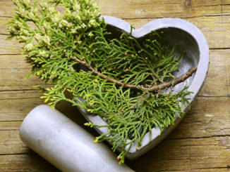 Epigenetic Benefits of Cypress Tree Chemical Hinokitiol