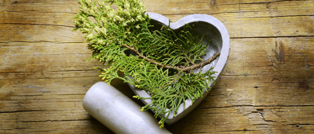 Natural Compound in Cypress Trees Might Epigenetically Protect Against Cancer