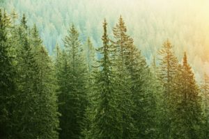 spruce trees epigenetics climate change