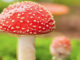 HDACs and Mushrooms Might Stave off Bladder Cancer with Epigenetics