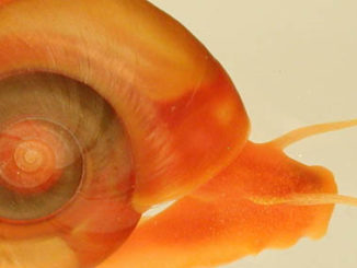 schistosomiasis and epigenetics