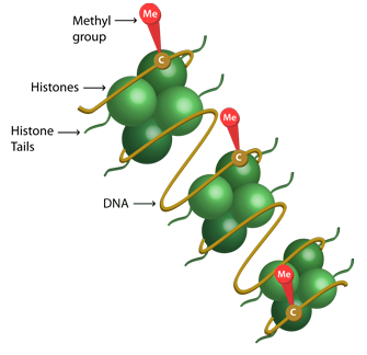 dna-methylation