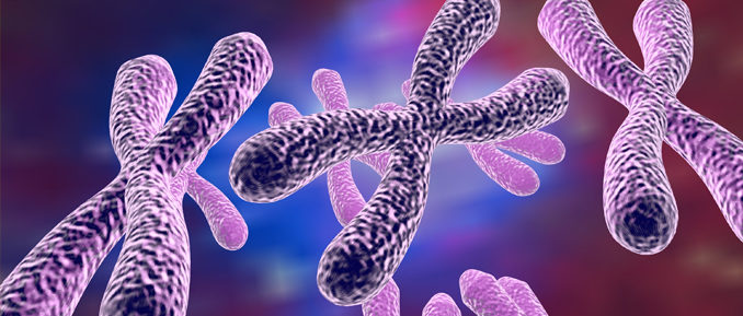 fragile-x-epigenetics Chromosomes Representing Fragile X Syndrome