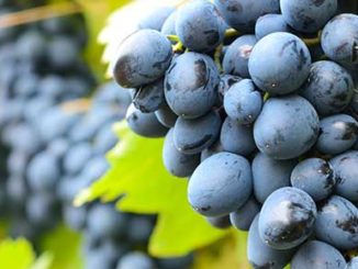 Epigenetics Diet Including Grapes That Might Help Reduce Depression