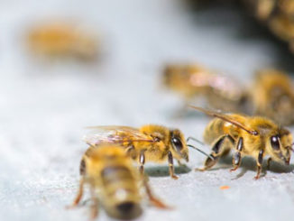 epigenetic study about bees on cocaine and drug addiction