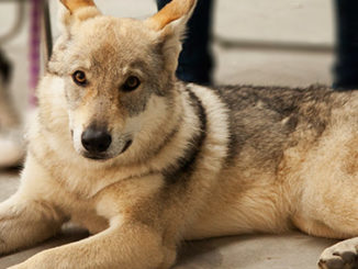 wolf dog domestication epigenetics