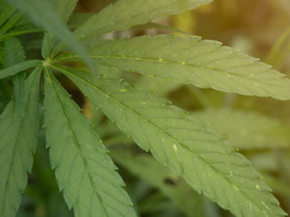 Marijuana Plant Epigenetics