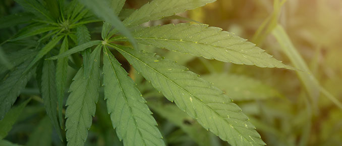 Cannabis-2 Marijuana Plant Epigenetics