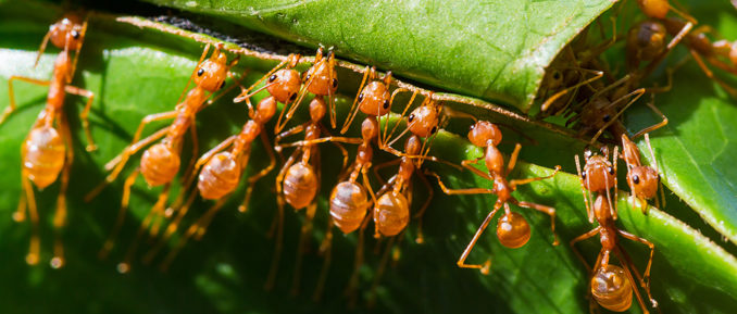 ants-behavior