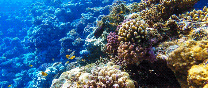 coral-reef