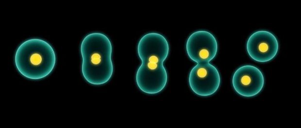 Insight Into the Inheritance of Epigenetic Marks