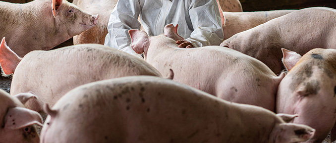 pig swine flu epigenetics
