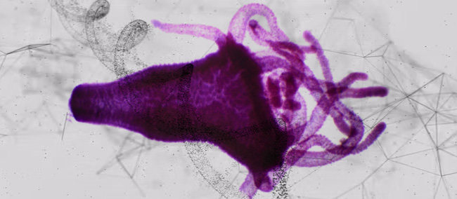 hydra epigenetics