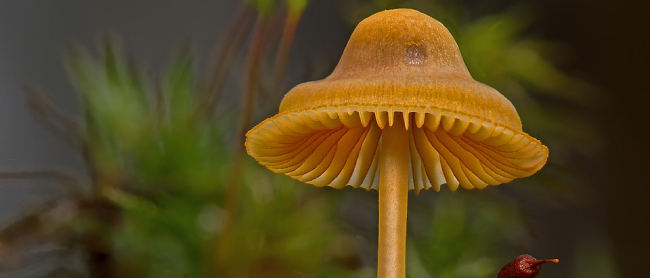 fungal epigenetics