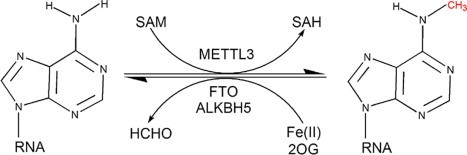 Reversible m6A methylation in mRNA