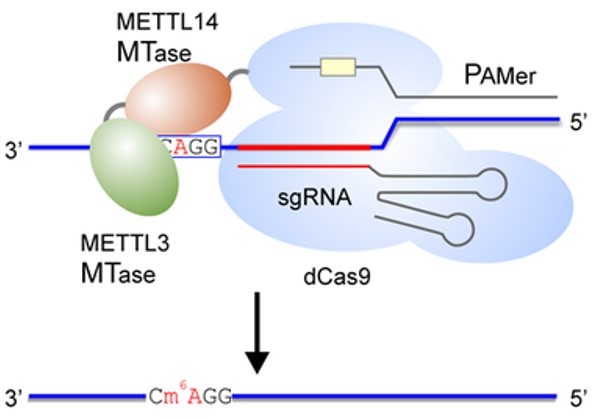 Schematic of M3M14-dCas9 m6A RNA writers