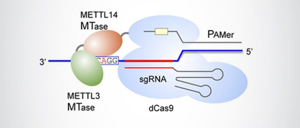 Scshematic-Cas9-m6A-RNA-writers
