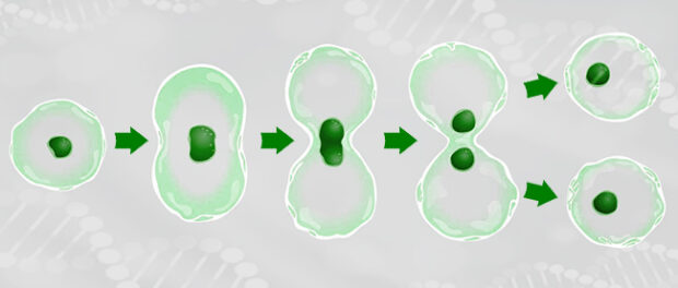 mitosis-cell-division
