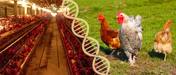 farmvsfactory-chicken