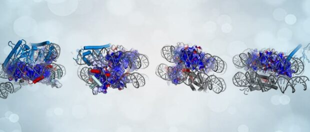 epigentic-inheritance