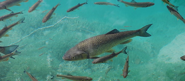 fish